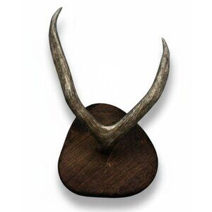Rustic Mounted Deer Antler Display – Cabin Decor, Shed Antler on Wood Base